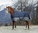 Pferde Outdoordecke 150g Ekkia 600D Weide- Regendecke blau/grau